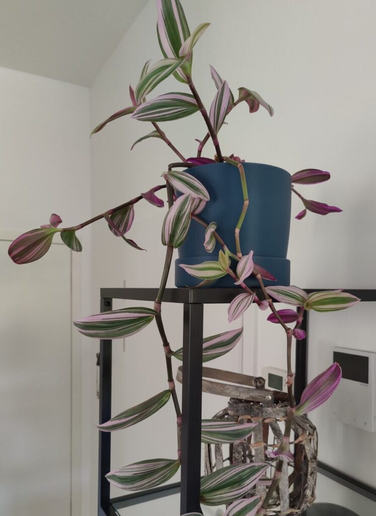 pot plante 1